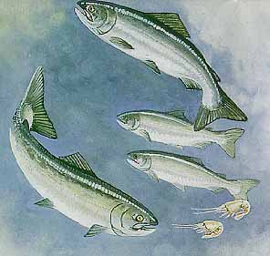 Salmon life cycle - adult