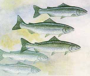 Salmon life cycle - adult