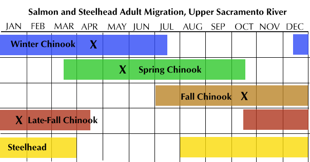 Calander of Salmon and steelhead upstream migration timing in Upper Sacramento River System
