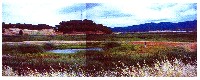 pci_novato_wetlands_1997.jpg 243K