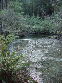 creek.jpg 161K
