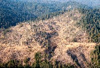 nw16_aerial_gp_old-growth_clearcut_after_feb77_sm.jpg 192K