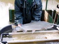 ../fcsmp/monitoring/weir/male_steelhead_at_hfac_trap,_february_2004.jpg + 658 KB