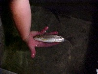 juvenile_cutthroat1.jpg 52K