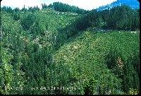 elk_creek_titus_clear_cuts.jpg 136K