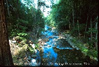 grider_creek_wild_bridge.jpg 120K