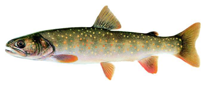 bulltrout