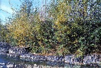 nv_01-tebbutt-foliage1_sm.jpg 78K