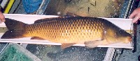 carp.jpg 192K