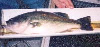 largemouth_bass.jpg 142K