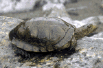 turtle_western_pond.gif (160929 bytes)