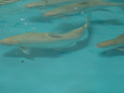 Captive Atlantic salmon broodstock at Craig Brook National Fish Hatchery