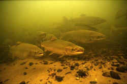 Adult Atlantic salmon. Photo from Ken Beland, ASC.
