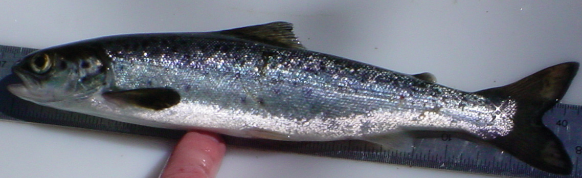 smolt_trim.jpg