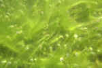 algae.jpg (54454 bytes)