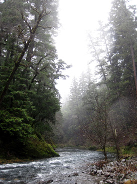 riparian canopy along Eel River