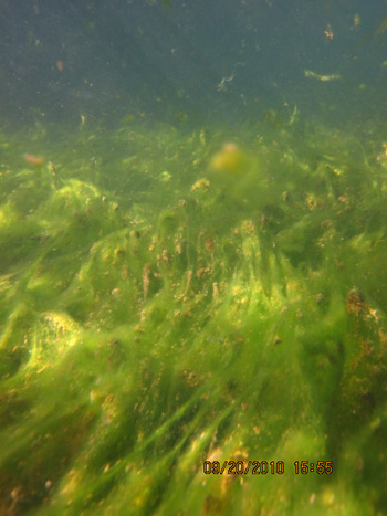 algae definition
